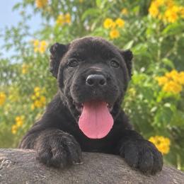 Missy - Chestnut brindle female Cane Corso puppy in Sandia, Texas from OneTime Cane Corso