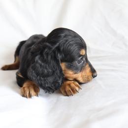 Daisy - Black and cream female Dachshund puppy in Fredericksburg, Ohio from William's Dachshunds