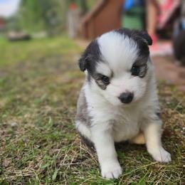 Pomsky Puppies from VooDoux Farms
