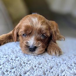 Brown Collar Girl - Apricot female Cavapoo puppy in Almira, Washington from Cavapoo Cuddles