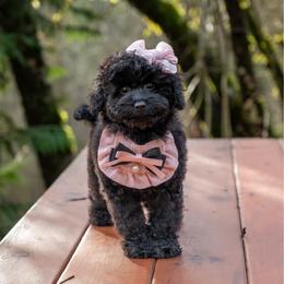 Abigale Gabble - Black female Cockapoo puppy in Deming, Washington from Heavenly Puppies to Love