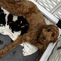Goldendoodles from Goldendoodles on the Prairie