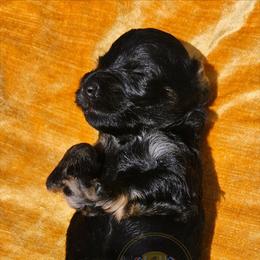 Shelia - Black and silver female Miniature Schnauzer puppy in Agricola, Mississippi from Lorraine's Miniature Schnauzers