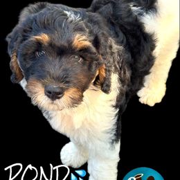 Pond - Green Tail - Tri-color male Bernedoodle puppy in Henrico, Virginia from Paws 4 Doodles, LLC