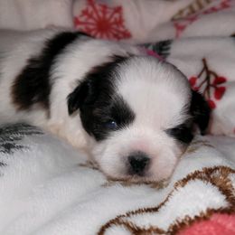 Girl 2 - Tricolor female Shih Tzu puppy in Wooster, Ohio from Mending Hearts Shih Tzu's