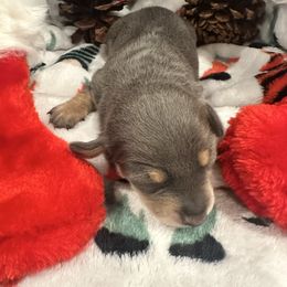 Girl 1 - Gray (blue) and tan female Dachshund puppy in Murrieta, California from DachshyVerse