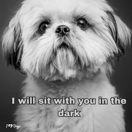 Shih Tzu Puppies from N.F.S.T Imperial ShihTzu Puppies.