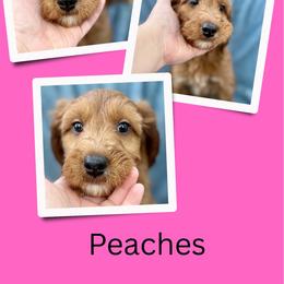 Peaches - Red female Irish Doodle puppy in Bluefield, Virginia from Love on a Leash
