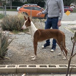 Diego - Ibizan Hound