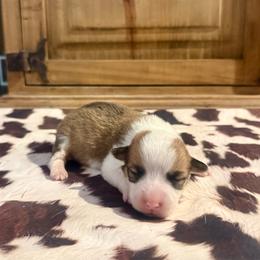 Girl 3 - Red female Pembroke Welsh Corgi puppy in Johnson City, Texas from McCall Creek Corgis