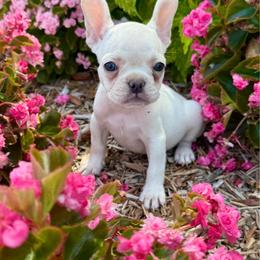 Mochi - Cream female French Bulldog puppy in Wichita, Kansas from Let's keep it frenchie!