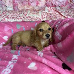 Chester - Cream male Dachshund puppy in Lake City, Florida from My Ditzy Doxies of Florida
