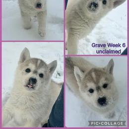 Grave - Gray and white female Siberian Husky puppy in Canton, Ohio from Bleu Skies Siberian Huskies