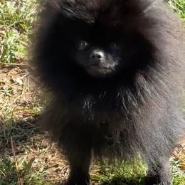Louie - Pomeranian