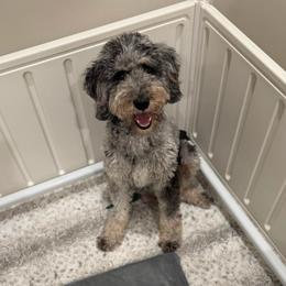Penelope - Bernedoodle