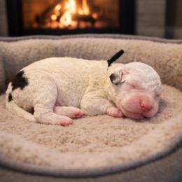Black collar - Black and white male Sheepadoodle puppy in Inman, South Carolina from Mossy Doodles LLC
