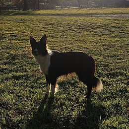 Mocha - Border Collie