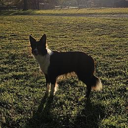 Mocha - Border Collie