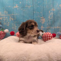 Ariel (now Fallyn)-Reserved - Chocolate and cream female Dachshund puppy in Dothan, Alabama from Hot Diggity Doxies of Dothan