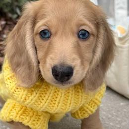 Dachshunds from Sunkissed Doxies