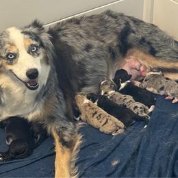 Hazel - Red merle female Aussiedoodle puppy in Hempstead, Texas from Young Gun Aussies