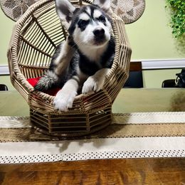 Maltese and Siberian Husky Puppies from Nyx’s Pack