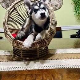 Maltese and Siberian Husky Puppies from Nyx’s Pack