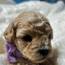 Poodle and Shih Tzu Puppies from Amarilys ShihTzus & Poodles