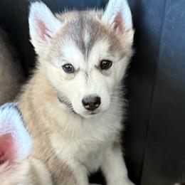 Justice - Black tan and white male Siberian Husky puppy in Avoca, Michigan from Repurposed Paradise Farm