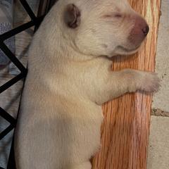 Scottish Terrier Puppies from Kirsten KREJCIK