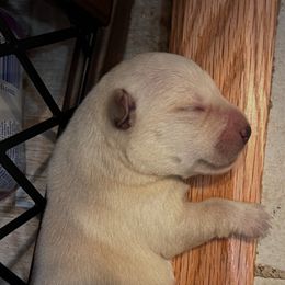 Scottish Terrier Puppies from Kirsten KREJCIK