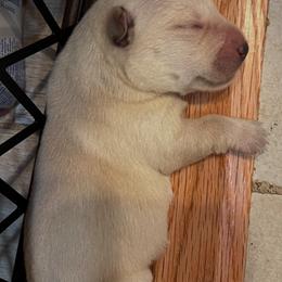 Scottish Terrier Puppies from Kirsten KREJCIK