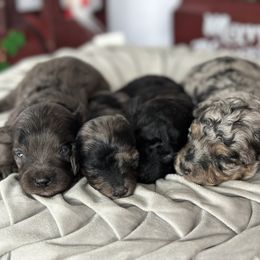 Cavapoo and Poodle Puppies from Gemini's Cavapoos