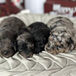 Cavapoo and Poodle Puppies from Gemini's Cavapoos