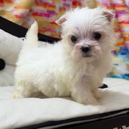 Mackson TEACUP - White male Maltese puppy in Monticello, Iowa from Ashley’s Puppies