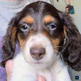 BB (AKC) - Piebald female Dachshund puppy in Bangs, Texas from Lickin'bach Miniature Dachshunds