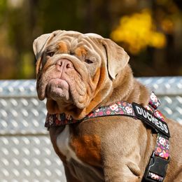 Duchess - Bulldog