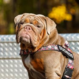 Duchess - Bulldog