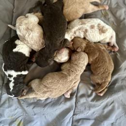 Poodle Puppies from Payette Poodles
