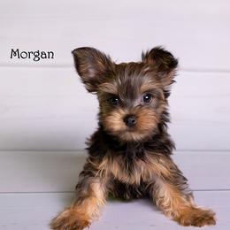 Yorkshire Terrier puppies from Our Yorkie Corner