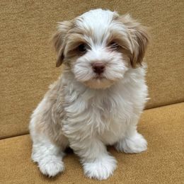 Havanese Puppies from Littlepage's Havanese