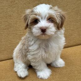Havanese Puppies from Littlepage's Havanese
