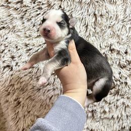 Hammer - Sable and white female Siberian Husky puppy in Lunenburg, Vermont from SNOW WOOLY HUSKY