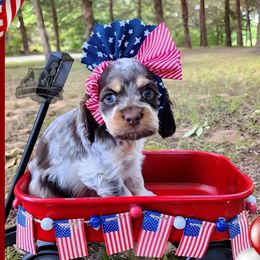 Brinkley - Brown roan and tan female Cocker Spaniel puppy in Tecumseh, Oklahoma from Gambill's Cocker Spaniel Cuties