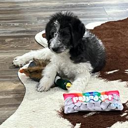 Comet - Parti male Labradoodle puppy in Monticello, Georgia from Daylin’s Doodles & Labradors