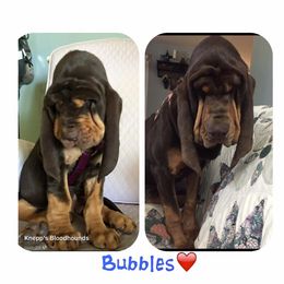 Bloodhound and Mastiff Puppies from Teoc Bloodhounds and Mastiffs