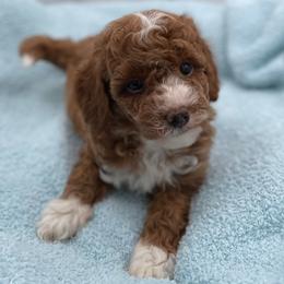 Forrest - Red  male Goldendoodle puppy in Kansas City, Kansas from Bella & Ivy’s Mini Goldendoodles of KC