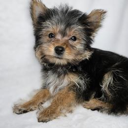 Yorkshire Terrier Puppies from Lady A's Yorkies