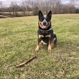 Luna - Australian Cattle Dog