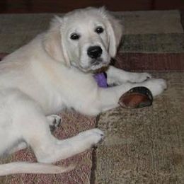 Goldendoodle and Golden Retriever Puppies from Angelic Goldens